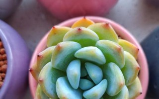 以肉肉花怎么浇（营养、湿度、光照，打造肉肉花的完美生长环境）