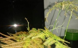 文竹三年后的离世之谜（揭秘文竹突然死亡的原因与预防方法）