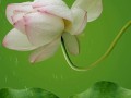 莲花盛开的季节（探秘莲花开放的时刻）