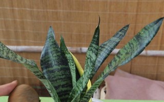 虎皮兰的养护方法——浇啤酒水（掌握正确浇水方式，让虎皮兰茁壮成长）