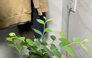 冬季蓝莓掉叶原因及预防方法（探究蓝莓冬季掉叶现象，有效防止掉叶）