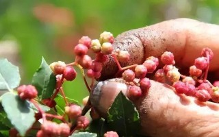 花椒开花之美（时间、寓意与形态）