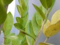 如何处理豆瓣绿落叶问题（让你的花园清洁有序，充满生机）