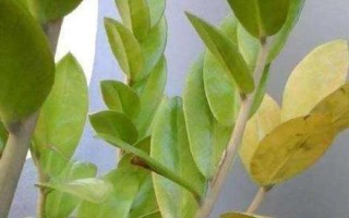 如何处理豆瓣绿落叶问题（让你的花园清洁有序，充满生机）