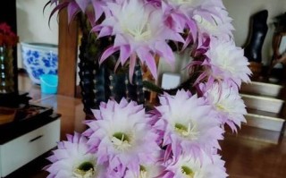 仙人柱换盆全攻略（打造健康茁壮的仙人柱，从换盆开始）