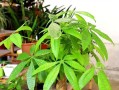 如何种植以盆栽发财树（打造家居财富之树，发财树种植指南）