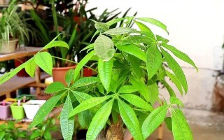 如何种植以盆栽发财树（打造家居财富之树，发财树种植指南）
