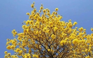 探寻风铃花的种类与特征