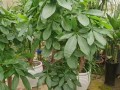 发财树——财富与繁荣之源（探秘发财树的种类与传说）