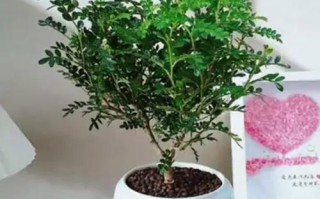 清香木适合放在卧室还是客厅？（传统文化和现代风水观的两难选择）