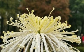 菊花怎么开了（探秘菊花绽放的奥秘）