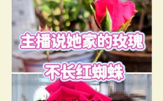 玫瑰花上出现红蜘蛛了怎么办？（红蜘蛛危害及防治措施）