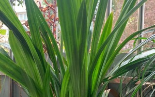 初入花盆的兰花如何养护？（从选盆到管理，让你成为兰花养护高手！）