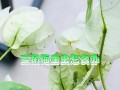 应对米兰花生虫的方法（保护作物免受米兰花生虫侵害的有效措施）