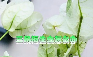 应对米兰花生虫的方法（保护作物免受米兰花生虫侵害的有效措施）