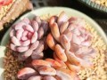 多肉植物冬季养护要点（不会冻死的多肉养护法）