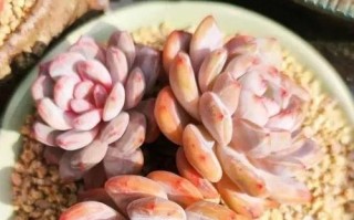 多肉植物冬季养护要点（不会冻死的多肉养护法）