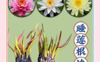 以睡莲来年怎么翻盆？（打造美丽花园的关键步骤及注意事项）