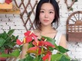 以红掌不开花管理为主题的养护指南（打造枝繁叶茂的红掌美景）
