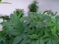 水培发财树养护指南（让你的财运滚滚来——水培发财树怎么养才能更旺盛？）