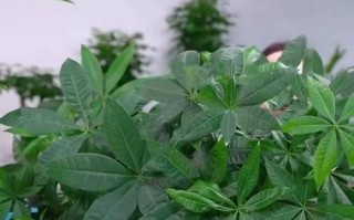 水培发财树养护指南（让你的财运滚滚来——水培发财树怎么养才能更旺盛？）