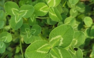 三叶草的生长与阳光的关系（三叶草为什么喜欢阳光？——浅谈阳光对三叶草生长的影响）
