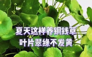 解决铜钱草偏黄问题的方法（针对铜钱草偏黄的养护技巧和修复措施）