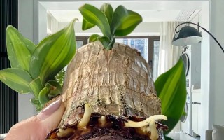 巴西木的寿命究竟有多长？（揭秘巴西木的寿命真相，从生长环境到物种特性详解）