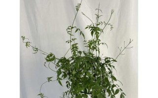 如何养护以素馨开花后的花卉