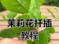 茉莉花期花枝条过长修剪指南（解决茉莉花期生长过长的问题，使花枝条更加健壮美观）