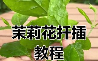 茉莉花期花枝条过长修剪指南（解决茉莉花期生长过长的问题，使花枝条更加健壮美观）
