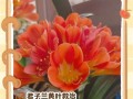 以君子兰的干叶子为主题的护理指南（干叶子问题分析与解决方案）