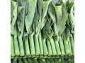 芥兰种植指南（最佳时间、种植技巧、施肥方法等详解）