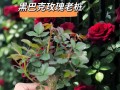 玫瑰花养护全攻略（打造优美玫瑰花园，提高开花率）