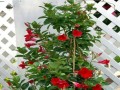 如何养护秋冬季飘香藤（打造花香四溢的秋冬花园）