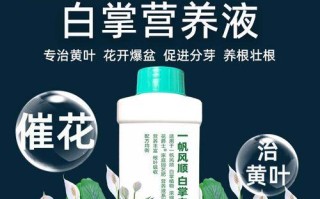 白掌水培黄叶原因与解决方法（水培中白掌出现黄叶的常见原因及解决办法）