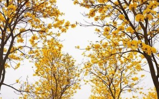 广东适宜种植的花卉品种（从气候到土壤，一一为您解析）