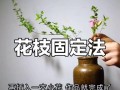 侧枝长得快的方法（植物学家的小妙招让侧枝茁壮成长）