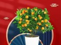 立春时节如何正确给桔子盆景剪枝？（春天来了，给你的桔子盆景进行一次剪枝修整吧！）