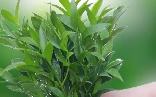 竹柏不生根的解决办法（培育健康生长的竹柏新技巧）