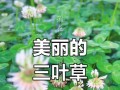 探秘三叶草的生长环境与适宜地点（探究三叶草的生命特性与优越条件）