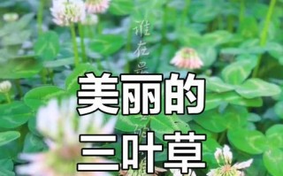 探秘三叶草的生长环境与适宜地点（探究三叶草的生命特性与优越条件）