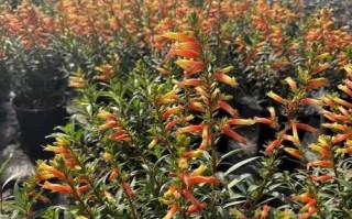 以萼距花修剪的技巧与方法（打造美丽的花坛，从修剪以萼距花开始）