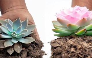 多肉盆土分离的方法与技巧（如何正确进行多肉植物盆土分离，保证植物的健康生长与繁衍）