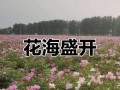 芍药开花期及花期延长方法（了解芍药的开花时间，让芍药长得更美丽）