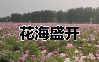 芍药开花期及花期延长方法（了解芍药的开花时间，让芍药长得更美丽）