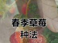 以草梅怎么栽法（栽培步骤、养护要点、繁殖技巧）