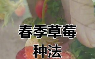 以草梅怎么栽法（栽培步骤、养护要点、繁殖技巧）