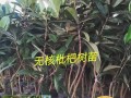 家里种枇杷树的风水禁忌与功效（禁忌必知，功效全面，种植枇杷让家居生机盎然）