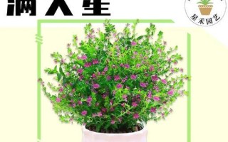 满天星的养护指南——让花朵更加绚丽耀眼（满天星发芽期的关键养护技巧，为你的花园增添美丽和色彩）